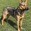 Thor sucht ein Zuhause!