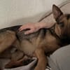 Thor sucht ein Zuhause!