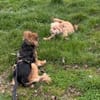 Little Bit sucht ein ruhiges Zuhause