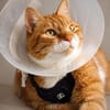 Kater Rudi sucht Kuschelstelle