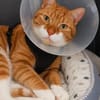 Kater Rudi sucht Kuschelstelle