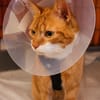 Kater Rudi sucht Kuschelstelle