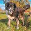 Lustiger Gefährte Raicu sucht Familie