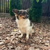 Ebbi , ruhig und entspannt