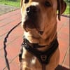 Bobby sucht ein ruhiges Zuhause