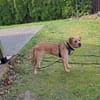 Bobby sucht ein ruhiges Zuhause