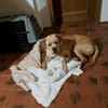 Bobby sucht ein ruhiges Zuhause