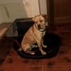 Bobby sucht ein ruhiges Zuhause