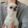 Loki, Minihund sucht neues Zuhause