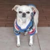 Loki, Minihund sucht neues Zuhause