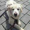 Seniorin Shelby sucht ruhiges Zuhause