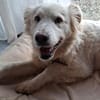 Seniorin Shelby sucht ruhiges Zuhause