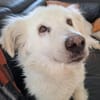 Seniorin Shelby sucht ruhiges Zuhause