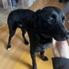 Ziggy ein absoluter Schatz