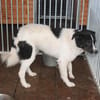 Mohit - freundlicher Familienhund