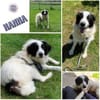HANNA -Freundlich, clever & aufgeweckt-
