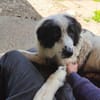 HANNA -Freundlich, clever & aufgeweckt-