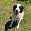 HANNA -Freundlich, clever & aufgeweckt-
