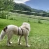 HANNA -Freundlich, clever & aufgeweckt-