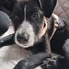 Ilviy, kleine Kämpferin sucht ihr Glück