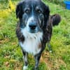 Lustiger Raicu sucht seine Familie
