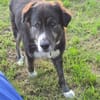 Lustiger Raicu sucht seine Familie