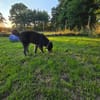 Lustiger Raicu sucht seine Familie