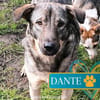 Schüchterner Dante sucht seinen Menschen