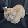 Mimoso Dankbarer Kater sucht  Zuhause