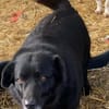 Dagny sucht ein Für-immer-Zuhause
