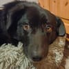 Dagny sucht ein Für-immer-Zuhause
