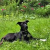 junge aktive Katea auf PS 90475
