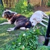 ZUHAUSE GESUCHT FÜR LAYLA