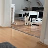 Blinde Bonita aus dem Tierschutz
