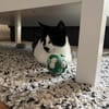Blinde Bonita aus dem Tierschutz