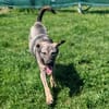 Charmante Ruby sucht Zuhause