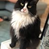 Nami sucht ein neues Zuhause