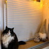 Nami sucht ein neues Zuhause