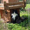 Nami sucht ein neues Zuhause