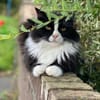 Nami sucht ein neues Zuhause