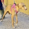 Molly, bewegunsgfreudig, offen