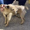 Alfie, zutraulich, neugierig, offen