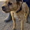 Alfie, zutraulich, neugierig, offen