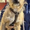 Alfie, zutraulich, neugierig, offen