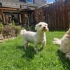 Wilma, lieber Westhighland Terrier Mix