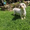 Wilma, lieber Westhighland Terrier Mix