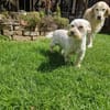 Wilma, lieber Westhighland Terrier Mix