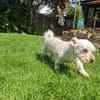 Wilma, lieber Westhighland Terrier Mix