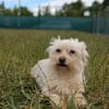 Wilma, lieber Westhighland Terrier Mix