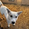 Bonnie freut sich über einen Hundekumpel